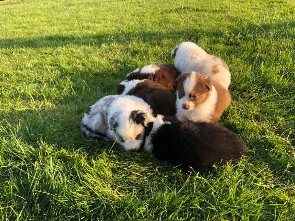 chiot Berger Australien De Masmette